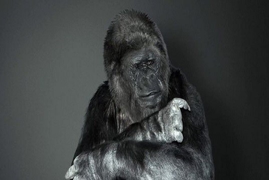 Doğanın Sesi Goril Koko